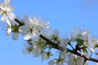 Prunus insititia 'Farleigh' -  Damson blossom