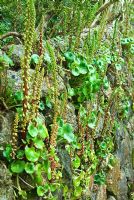 Stone wall colonised by Omphalodes - Navelwort, Umbilicus rupestris in May. Trewidden, Buryas Bridge, Penzance, Cornwall, UK