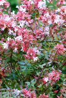 Abelia x grandiflora 'Little Richard'. The Sir Harold Hillier Gardens/Hampshire County Council, Romsey, Hants, UK. October.