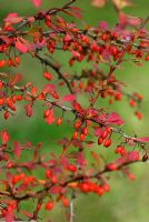 Berberis thunbergii 'Cheal's Scarlet'. The Sir Harold Hillier Gardens/Hampshire County Council, Romsey, Hants, UK. October.