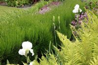 Dyopteris erythroscra, Sedum 'Herfstfreude', Bergenia 'Ballawley', Heuchera 'Palace purple', Iris siberica 'Snow Queen', Dyopteris felix mas, Ajuga 'Burgundy Glow', Buxus sempenirens. The planting is set in waves that swirl through the garden and the patio deck.