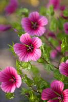 Malope trifida