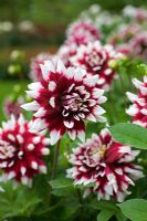 Dahlia 'Duet' 