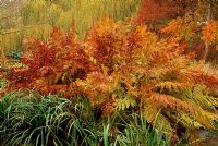 Osmunda regalis - Autumn colour