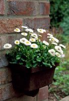 Bellis perennis - Double whiteGrowing in old cast iron rainwater hopper head