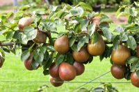 Pyrus communis 'Black Worcester' - Espalier Pear