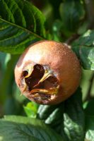 Mespilus germanicus 'Iranian' - Medlar