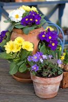 Mixed Primula Hybrids in terracotta pots with Anemone Blanda