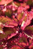 Solenostemon scutellarioides 'Henna'