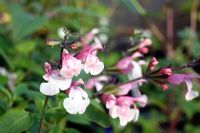 Salvia greggii 'Stormy Pink'