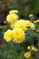 Chrysanthemum 'Nantyderry Sunshne' AGM