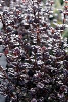 Lophomyrtus x ralphii 'Black Pearl'