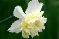 Narcissus - Daffodils