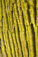 Ulmus - Elm tree bark