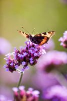 Verbena bonariensis with Red Admiral butterfly