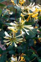 Lonicera periclymenum 'Graham Thomas' AGM