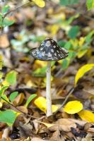 Coprinus comatus - Shaggy ink cap in autumn