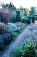 Garden on a frosty morning. Path with Lavender, Santolina, Sedums, Berberis, Rosemary and Taxus -Yew topiary obelisk. The Dry Garden, Cambridge Botanic Gardens.