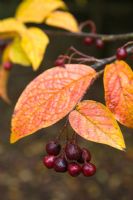 Cotoneaster bullatus. Berries and autumn leaves
