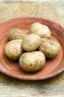 Solanum - Potato 'Valor'