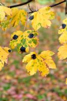 Rhytisma acerinum -  on Acer pseudoplatanus 'Purpureum' in autumn