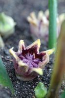 Close up of flowers and buds of Aspidistra elatior which arise at soil level hidden amongst the leaf stems in Winter