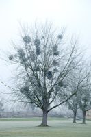 Silhouette of Viscum album - Mistletoe in Populus - Poplar tree in winter