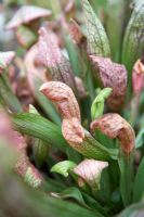 Sarracenia 'Dixie Lace' - Carniverous plant