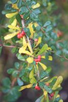 Berberis wilsoniae var. wilsoniae.