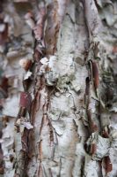 Betula davurica bark.  Layered peeling bark.