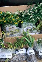Just delivered box of spring bulbs bought 'in the green' (lifted from a nursery bed while still in active growth) from a specialist supplier including Snowdrops, Snowflakes, Aconites and Narcissus bulbocodium