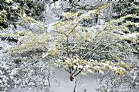 Hamamelis mollis 'Pallida' snow covered In February