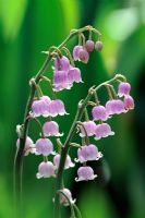 Convallaria majalis var 'Rosea'