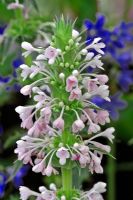 Morina longifolia - Whorlflower