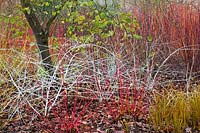 Cornus sericea 'Coral Red' with Rubus biflorus and Libertia peregrinans.  Winter garden RHS Wisley