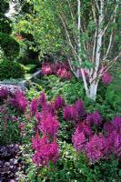 Astilbe 'Visions in Red' with Betula - Birch in shady woodland. 'Enchanting Escape'. Sponsors - Stonemarket, Myburgh Designs. Contractor - Niki Palmer Garden Designs - RHS Hampton Court Flower Show 2009