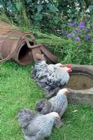 Free range chicken in vegetable garden