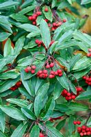 Photinia davidiana - autumn colour