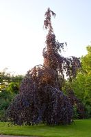 Fagus sylvatica 'Purpurea Pendula' - Beech