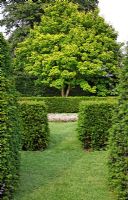 Lime green foliage of mature Acer - Maple seen through Taxus baccata - Yew hedges circling grass paths