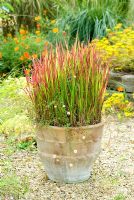 Imperata cylindrica 'Rubra' - Japanese blood grass in terracotta container in gravel garden