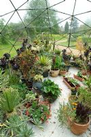 Tender plants overwintering in Solardome