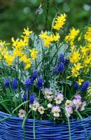 Spring hanging basket with Narcissus 'Hawera', Violas, Muscari and Cineraria maritima - The Manor House, Stevington