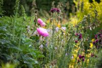 Paeonia lactiflora 'Bowl of Beauty' in border