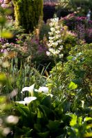 Lilium martagon growing in summer border