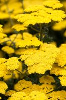 Achillea 'Moonshine'