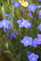 Linum narbonense 'Heavenly Blue'