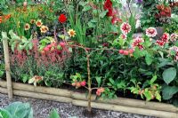 Espalier Malus 'Scrumtious' backed with perennial border - RHS Tatton Park Flower Show