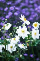 Anemone x hybrida 'Geante des Blanches' - RHS Wisley, Surrey