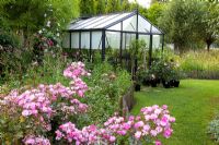 Greenhouse with Rosa 'Lavender Dream' in foreground